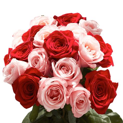 Global rose - 20"-22" XL. $471.99. 250 Roses. 16"-18" L. $555.99. Add to Cart. Lina helped me with this order. She was really wonderful and very professional and competent and diligent. I wanted 100 XL roses in lavender, but I also wanted roses that were "golden" to celebrate the 50th wedding anniversary of my recipients.